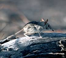 Le Rat à Trompe