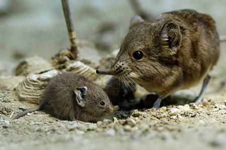 Le Rat à Trompe et son petit